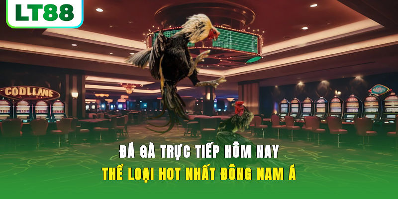 Những điều thành viên cần biết về đá gà trực tiếp hôm nay