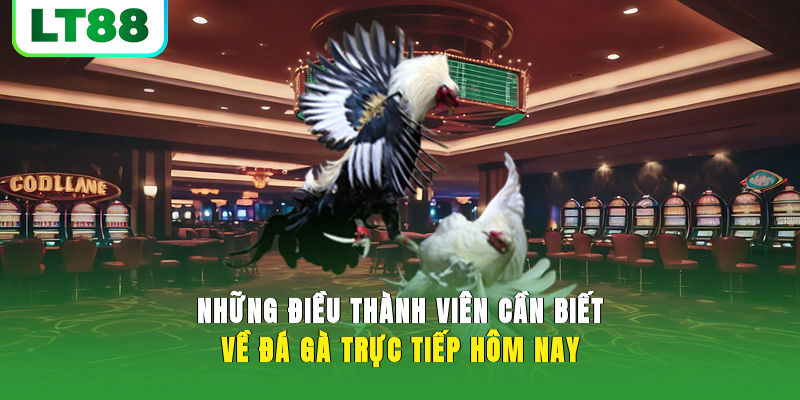 Đá Gà Trực Tiếp Hôm Nay - Danh Sách Những Sảnh Gà Uy Tín Hot